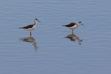 Fototapeta na wymiar Acquatic birds standing in the water