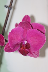 orchidee rose 