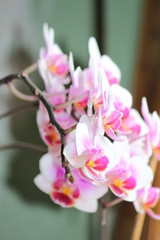 Fototapeta na wymiar petite orchidee