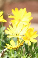 fleur