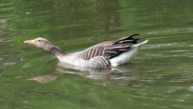 Duck in the water (Anser anser). Greylag Goose floating on the water surface. Bird in the water.