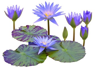 blue lotus isolated on white background