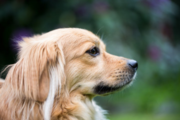 Obraz premium Hund ist draußen