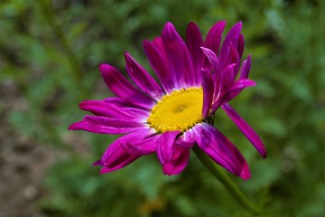 Obraz premium яркий распустившийся цветок