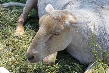 Naklejka na ściany i meble Shaved sheep rest in the green grass