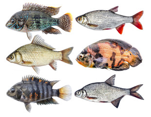 Freshwater river fish isolated set, side view