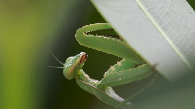 giant African mantis, Sphodromantis viridis in the wild amongst a bush in a garden in cyprus during may.