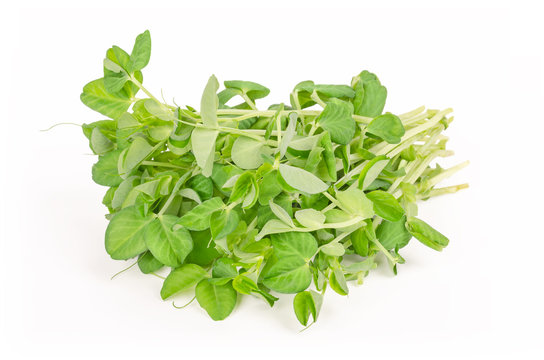 Bunch of snow pea microgreen on white background. Shoots of Pisum sativum, also called mangetout or sugar peas. Young plants, seedlings, sprouts and cotyledons. Macro food photo, close up, front view.
