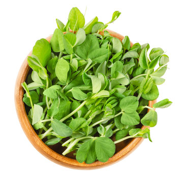 Snow pea microgreen in wooden bowl. Green shoots of Pisum sativum, also called mangetout or sugar peas. Young plants, seedlings, sprouts and cotyledons. Macro food photo close up from above over white