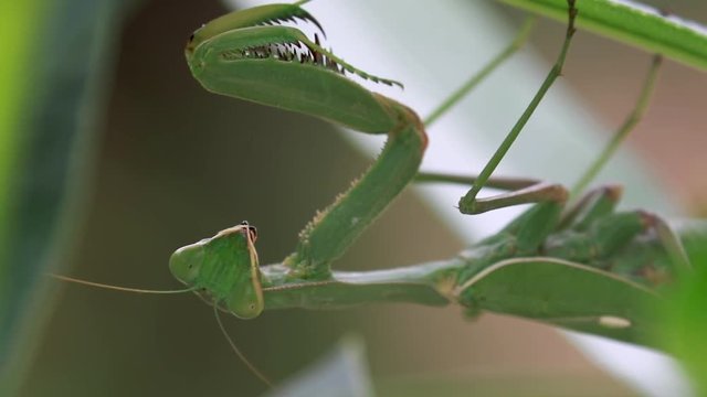 giant African mantis, Sphodromantis viridis in the wild amongst a bush in a garden in cyprus during may.