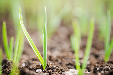Green onion growing in the garden. Selective focus.