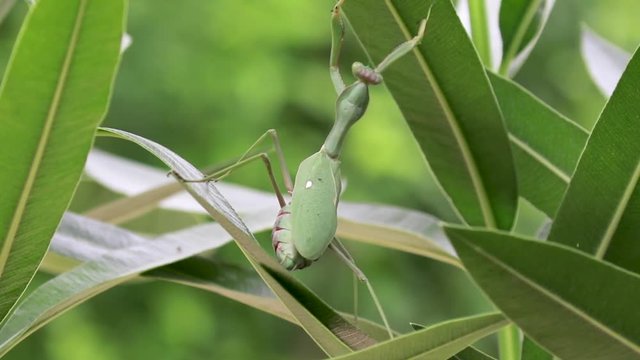 giant African mantis, Sphodromantis viridis in the wild amongst a bush in a garden in cyprus during may.