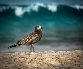 Pacific Gull