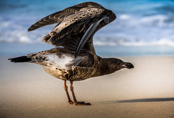 Pacific Gull