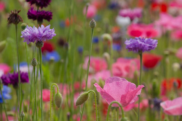 Poppies and cornflowers
