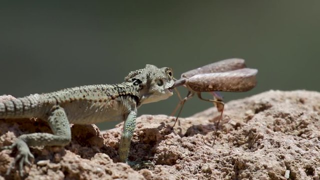 starred agama, Stellagama stellio within a cyprus garden standing alert and finding prey.