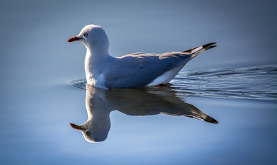 Silver gull