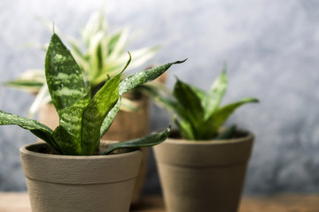 Sansevieria trifasciata or Snake plant in pot on old wood home and garden concept