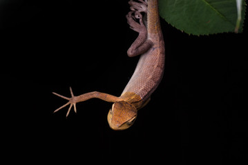 Chameleon sleeping upside down in the middle of the night.