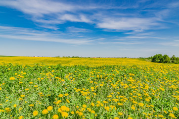 Fototapeta premium beautiful landscape of yellow field meadow of dandelion flowers in spring with blue sky and green grass on a Sunny day