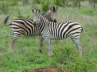 Fototapeta na wymiar Zebra crossing