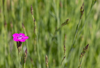 Carnations are beautiful flowers for your garden close up