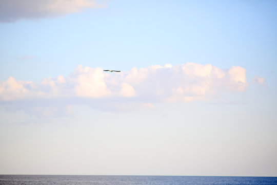 Seagull is flying over the sea