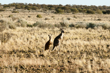 Naklejka na ściany i meble Kangaroos in the Outback