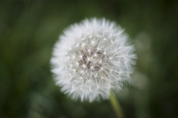 Dandelion