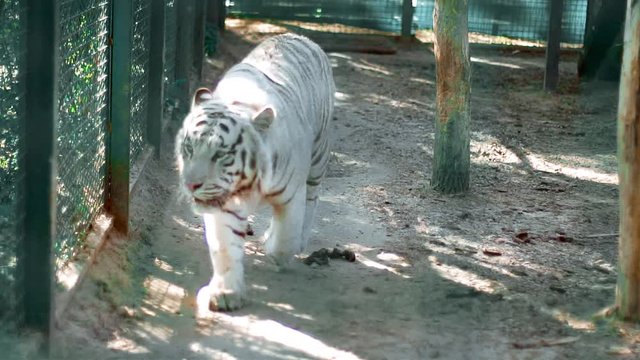 White Tiger in the Aviary in slow motion