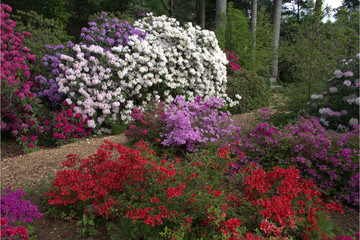 Rhododendren Garten