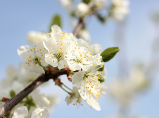 flowering tree in spring garden