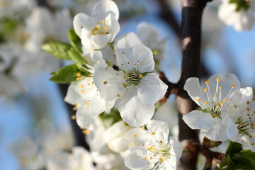 flowering tree in spring garden