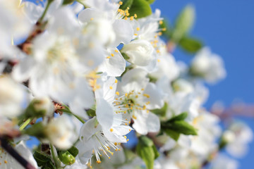 flowering tree in spring garden