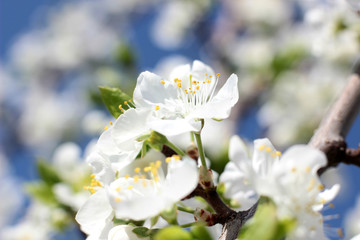 flowering tree in spring garden