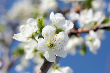 Fototapeta na wymiar flowering tree in spring garden