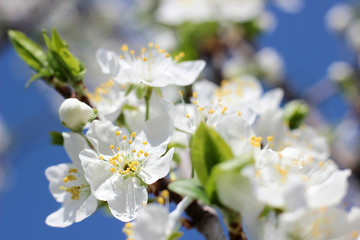 flowering tree in spring garden