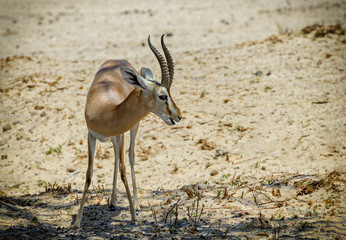 Dorcas gazelle (Gazella dorcas) inhabits nature desert reserve near Eilat, Israel. Expanding human civilization in the Middle East is a major threat to populations of this species
