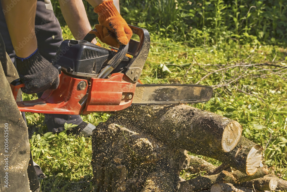 Wall mural Two workers cut logs with a chainsaw