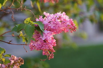 Bunches of pink fragrant Lilacs
