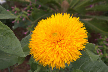 yellow dandelion in the grass