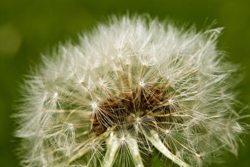 fluffy ball of dandelion on a green background