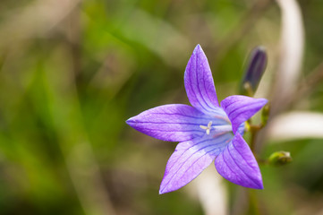 Bluebell flower (Campanula Patula}   close up shot on a bright sunny day