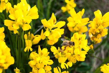 Honeybee collecting orange colored pollen from different wild flowers on Transylvanian fields.
