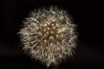 fluffy ball of dandelion on black background