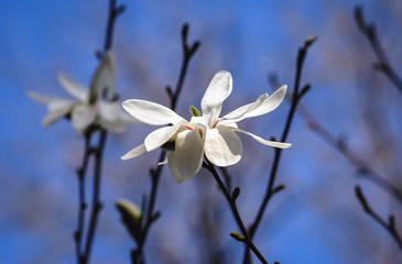 Star magnolia tree in full bloom in the garden