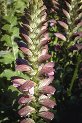 Acanthus spinosus plant in the garde, commonly known as spiny bears breech