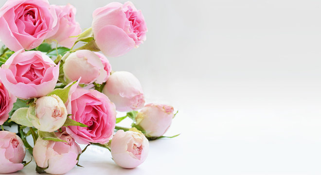 Fototapeta Beautiful background with pink roses