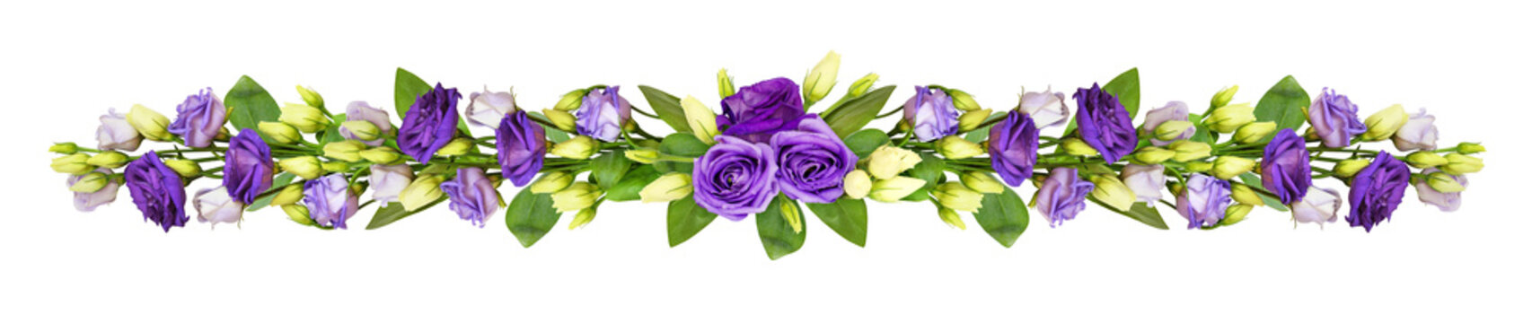Fototapeta Purple eustoma flowers in a line composition