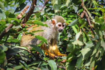 Common squirrel monkey sits on a tree branch